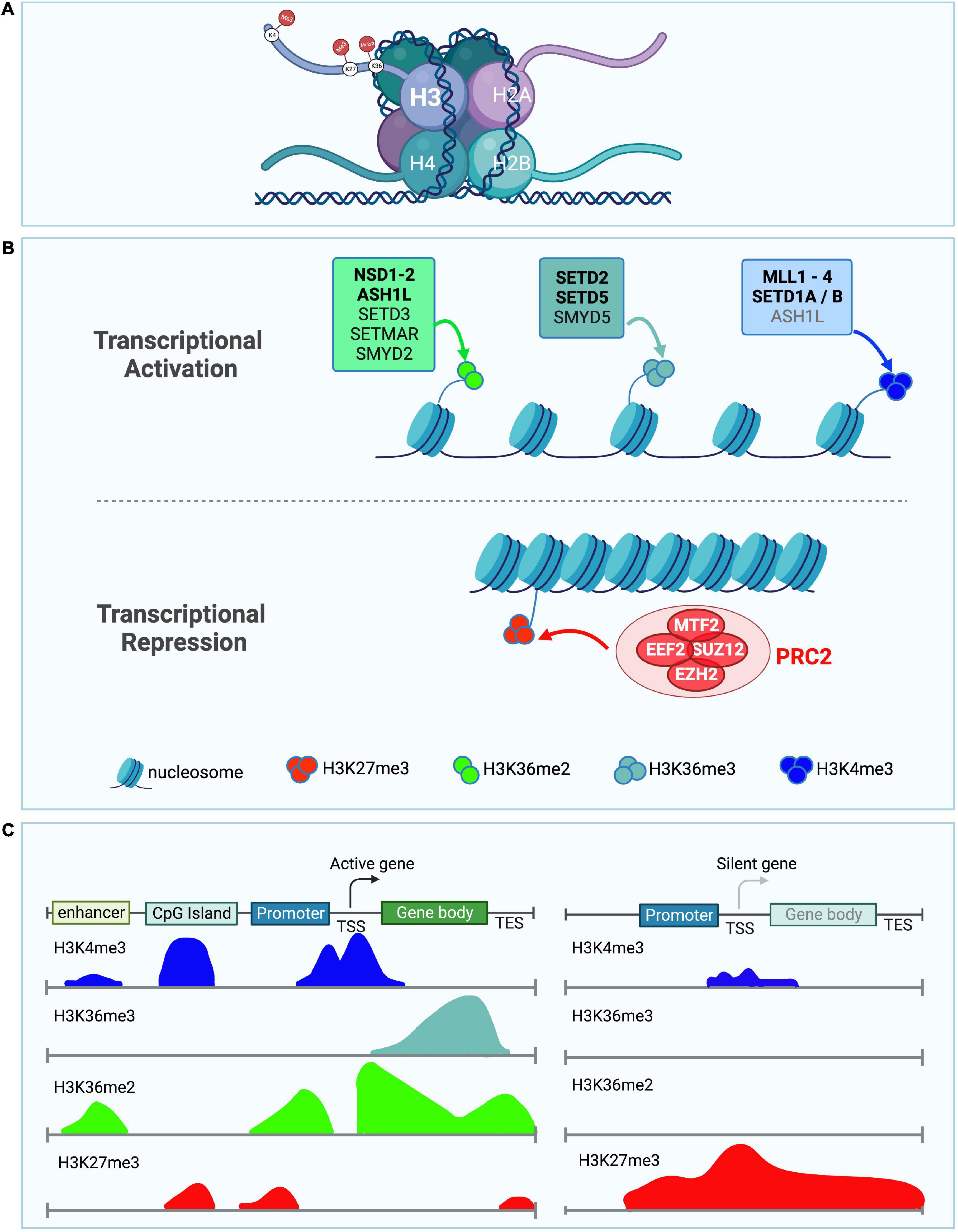 The role of histone methyltransferases in neurocognitive disorders associated with brain size abnormalities